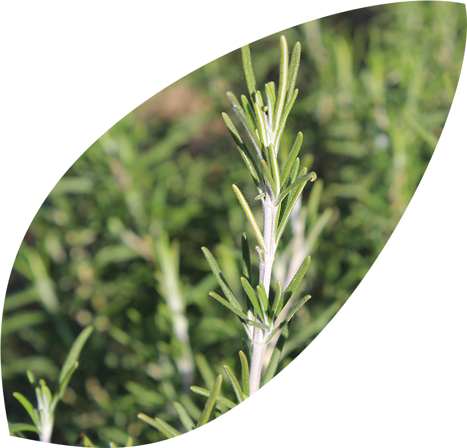 Fresh Rosemary Sprig Garden Background