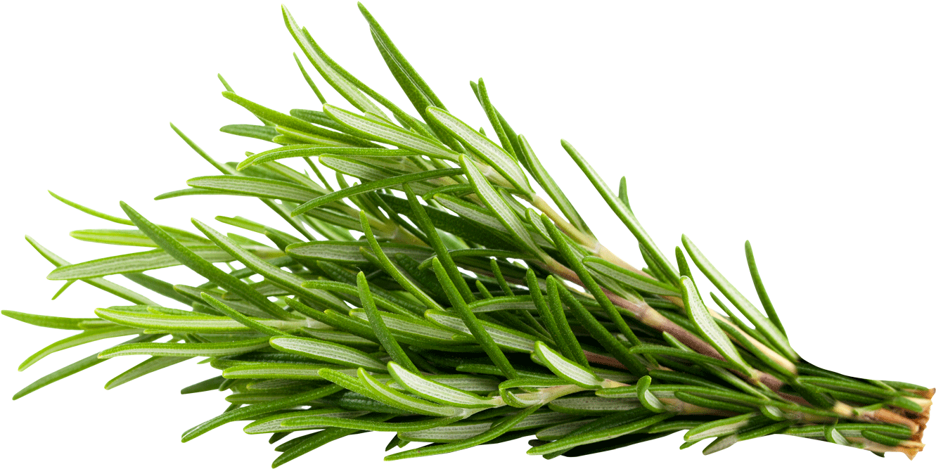 Fresh Rosemary Sprig P N G