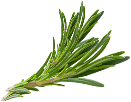 Fresh Rosemary Sprig.png