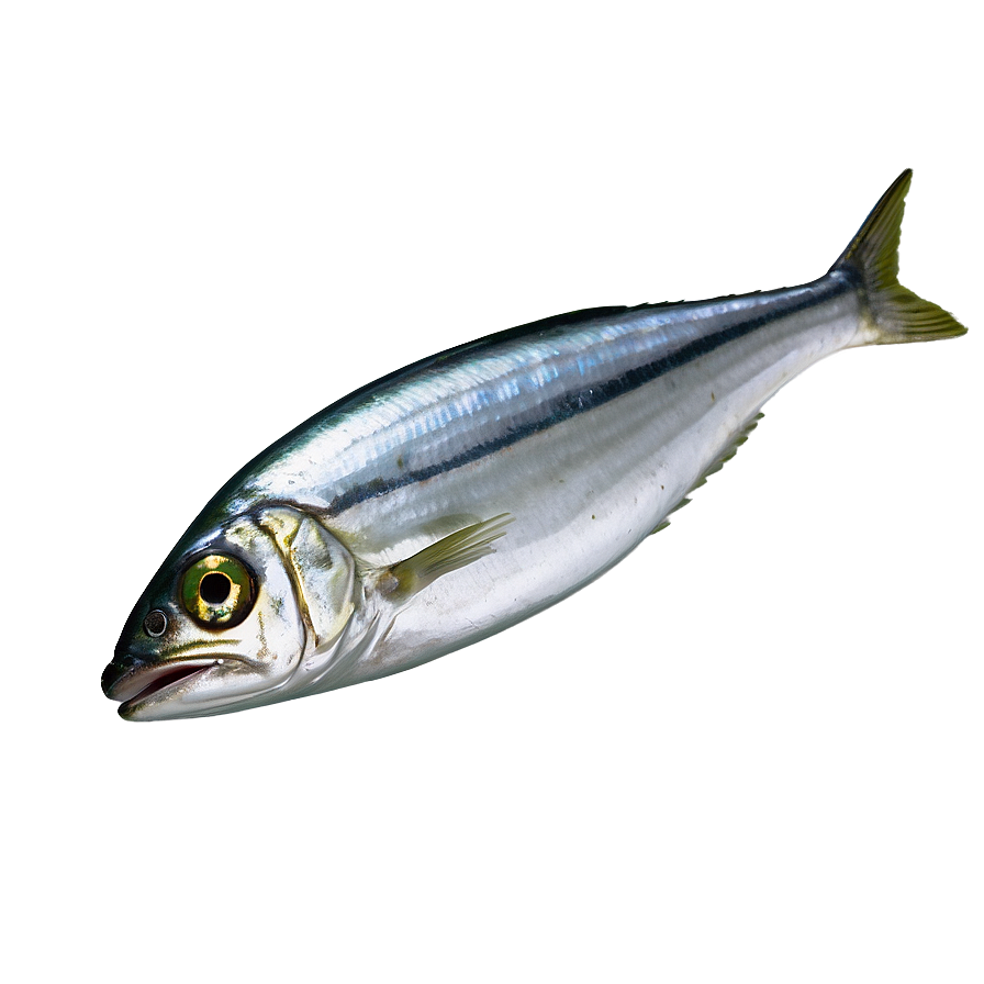 Fresh Sardine Png 06292024