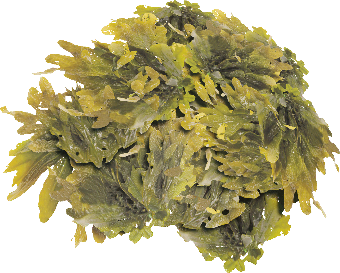 Fresh Seaweed Cluster.png