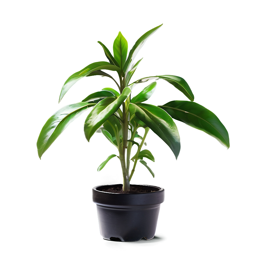 Fresh Small Plant Png 06132024