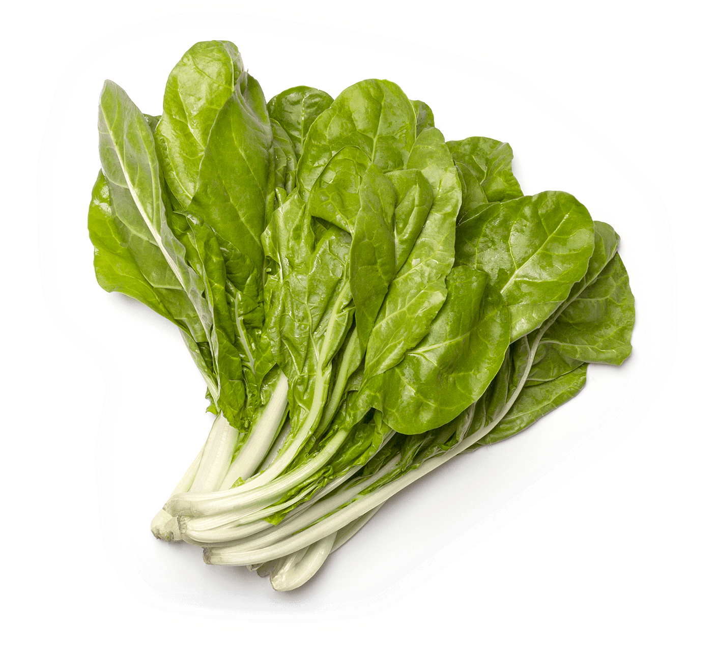 Fresh Spinach Bunch Isolated