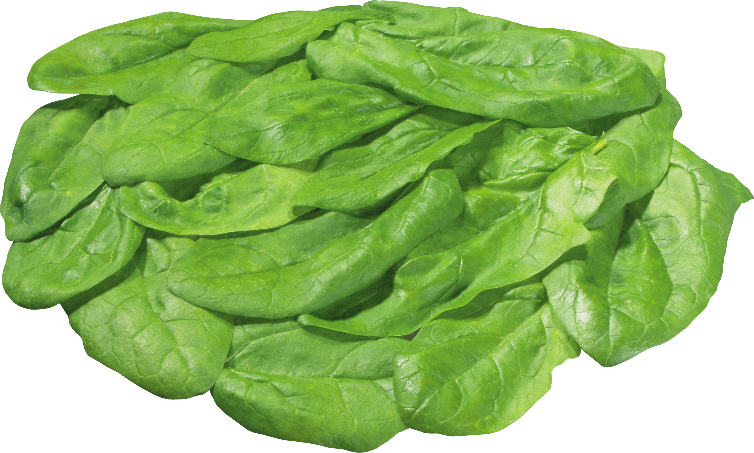 Fresh Spinach Leaves Isolated