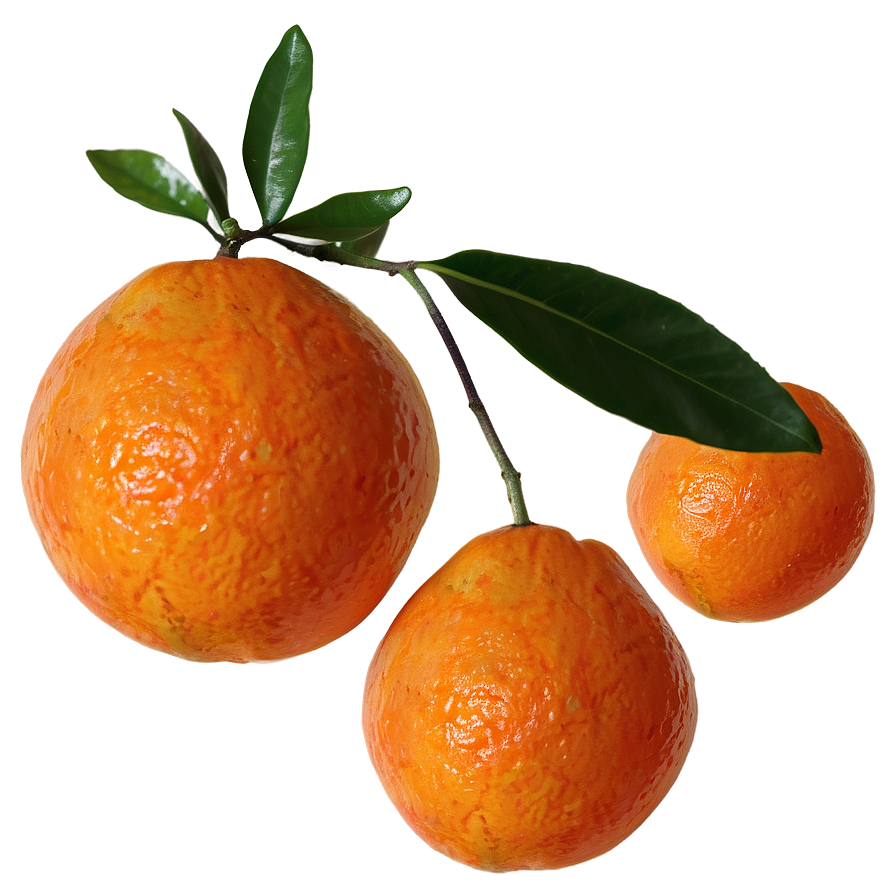 Fresh Tangerine Png 06122024