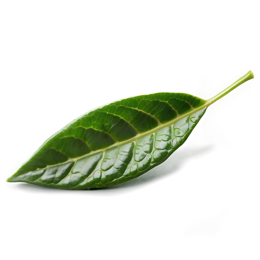 Fresh Tea Leaf Png 06262024