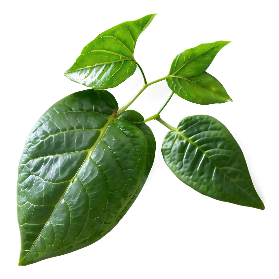 Fresh Tea Leaf Png 06262024