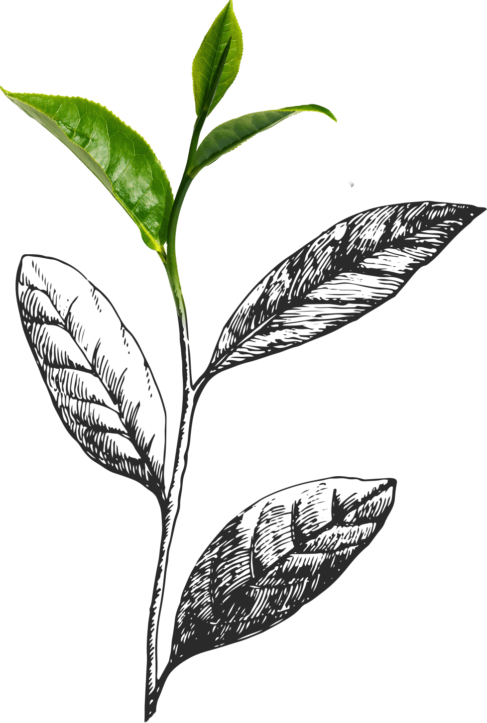 Fresh Tea Leaves Illustration