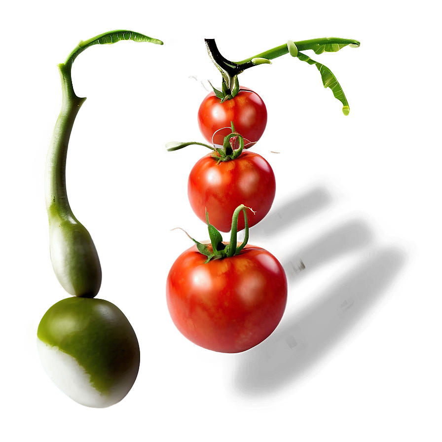 Fresh Tomatoes Png 88