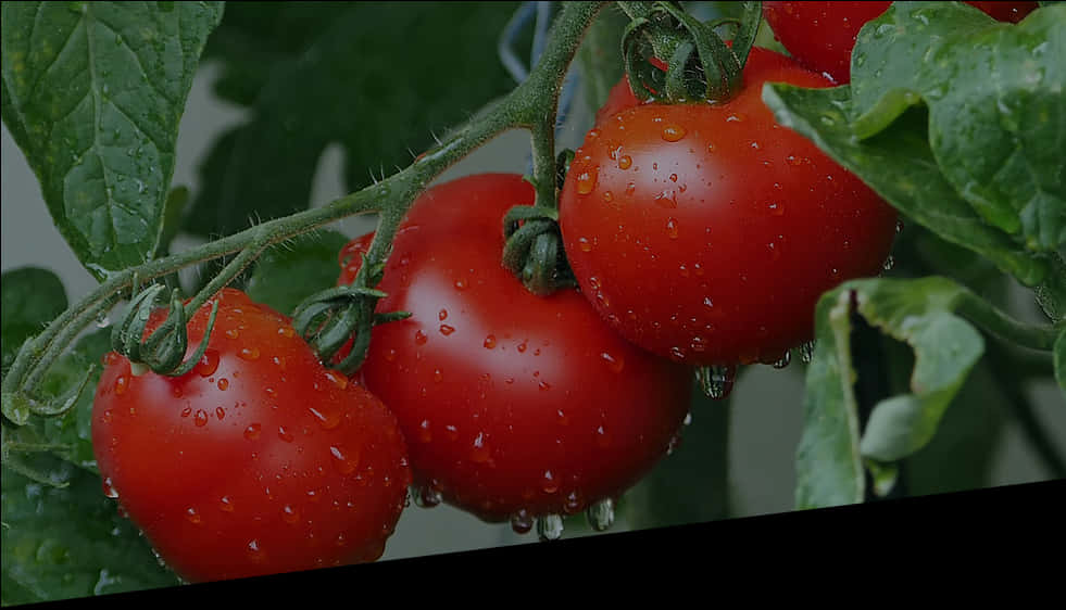 Fresh Tomatoeson Vinewith Water Droplets