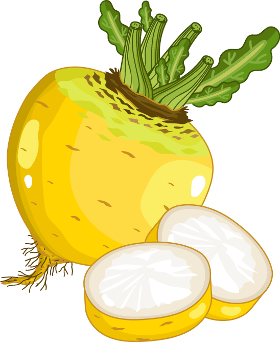 Fresh Turnipand Slices Illustration