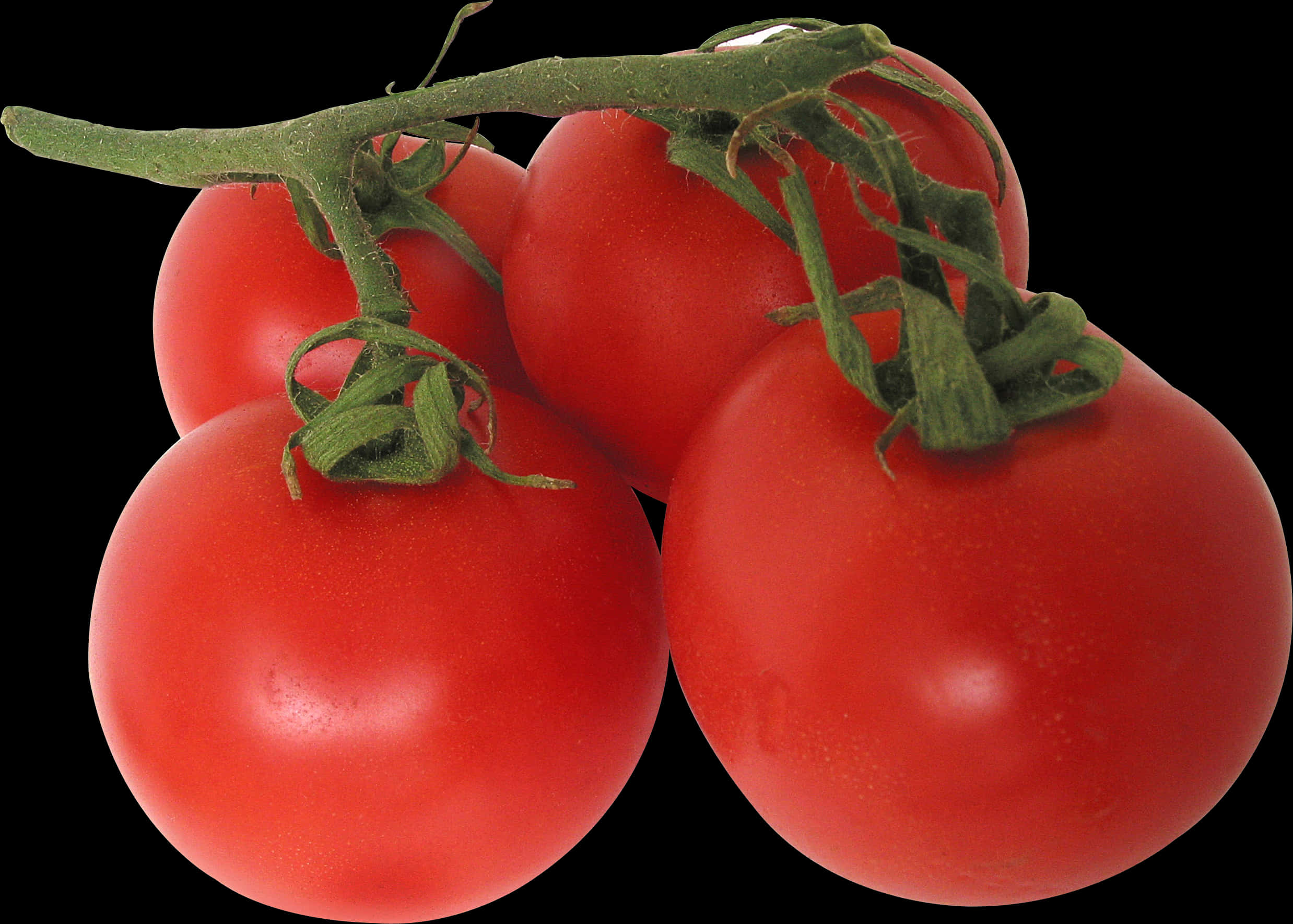 Fresh Vine Tomatoes Black Background