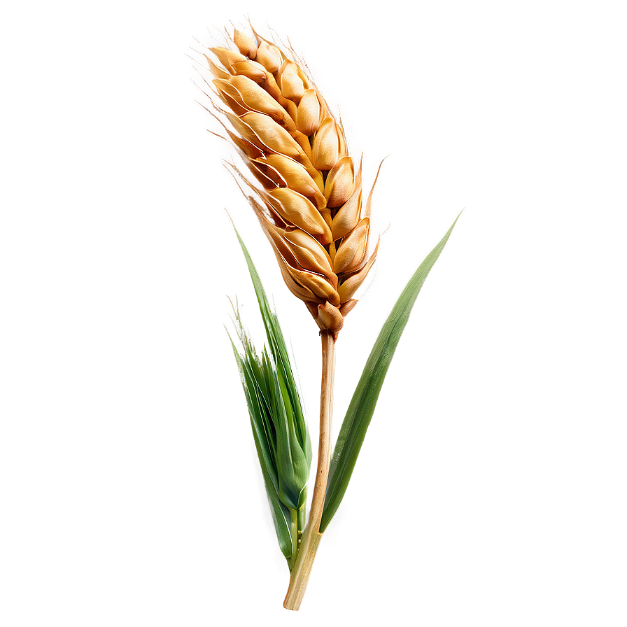 Fresh Wheat Ears Png Vjj