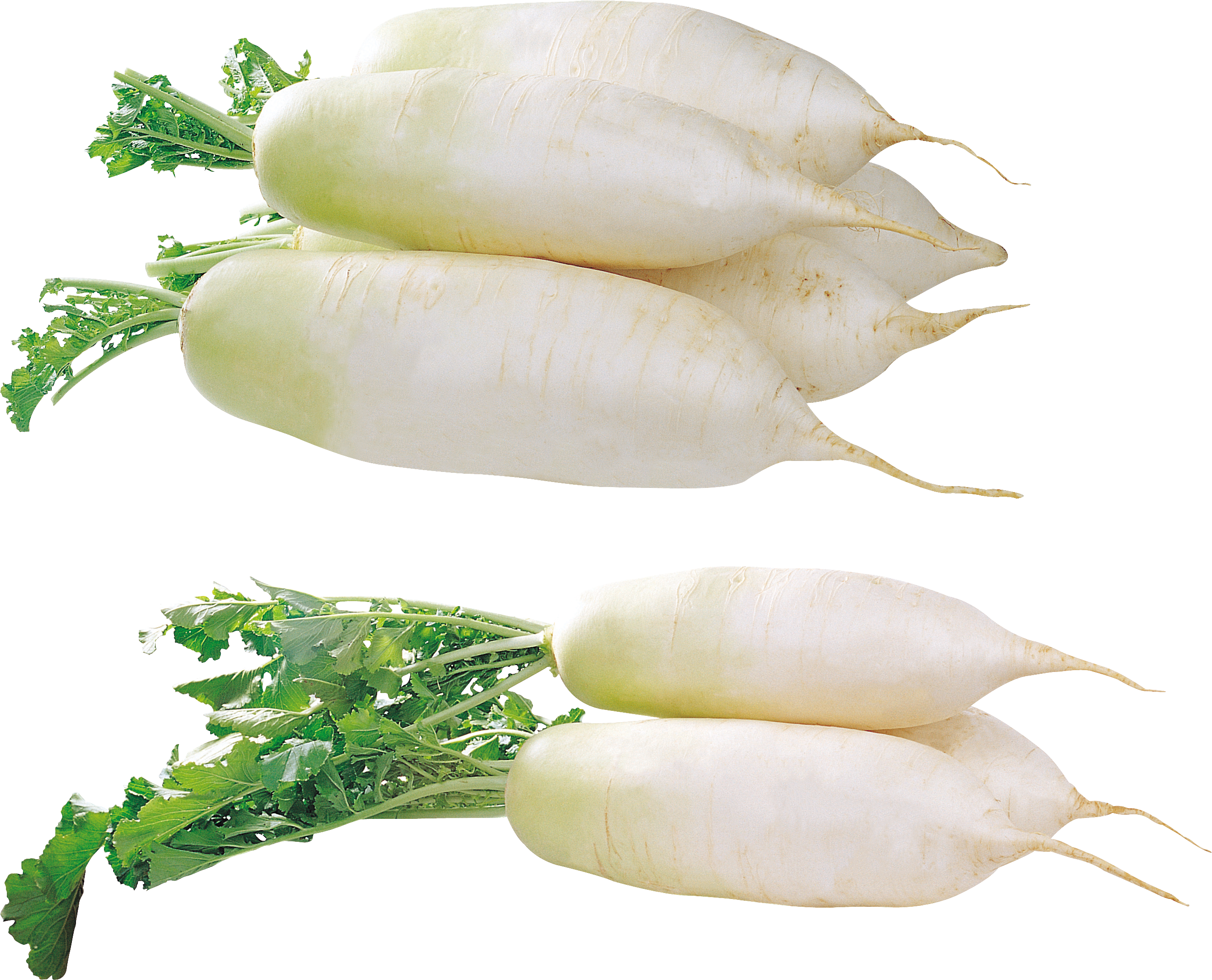 Fresh White Daikon Radishes