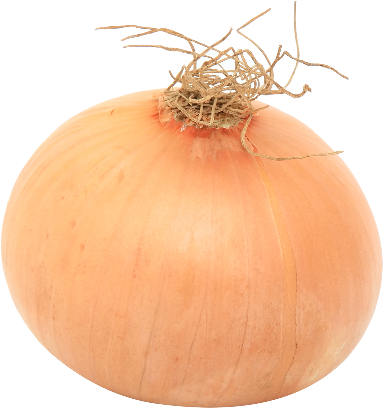 Fresh Whole Onion Isolated