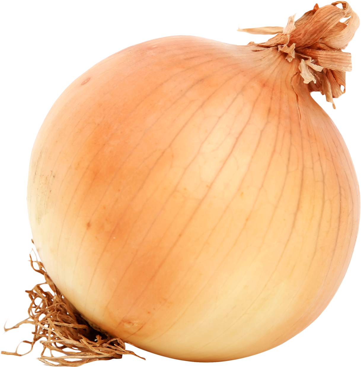 Fresh Yellow Onion