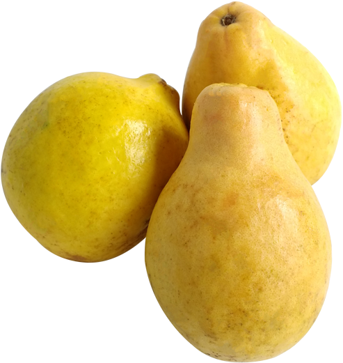 Fresh Yellow Pears Isolated