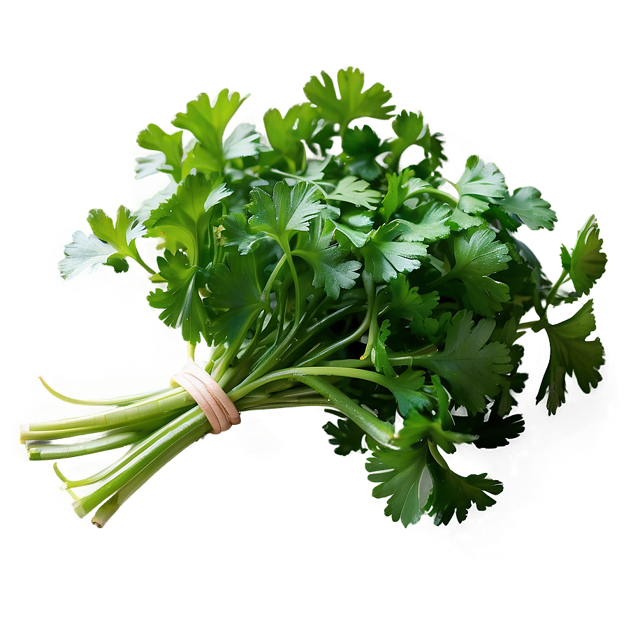 Freshly Picked Cilantro Png Qbu