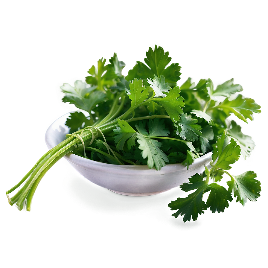 Freshly Picked Cilantro Png Ubx