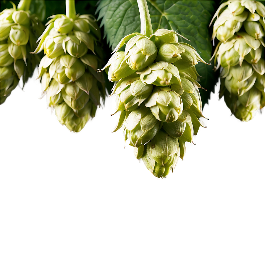 Freshly Picked Hops Png Dvi