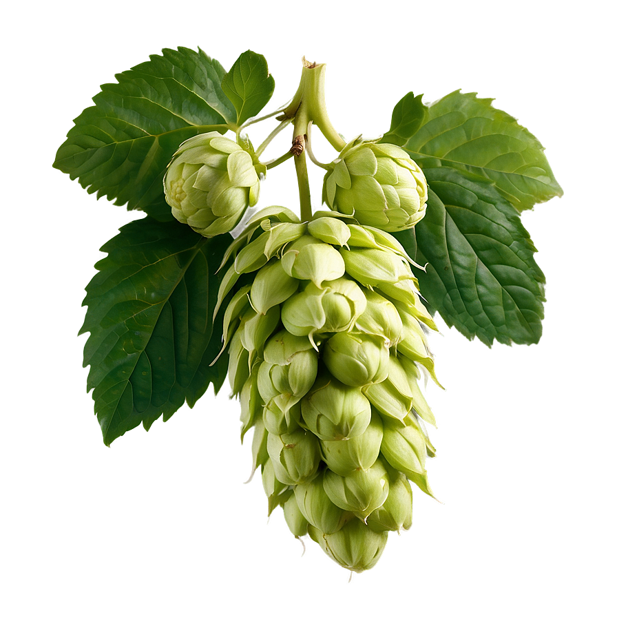 Freshly Picked Hops Png Iwy3