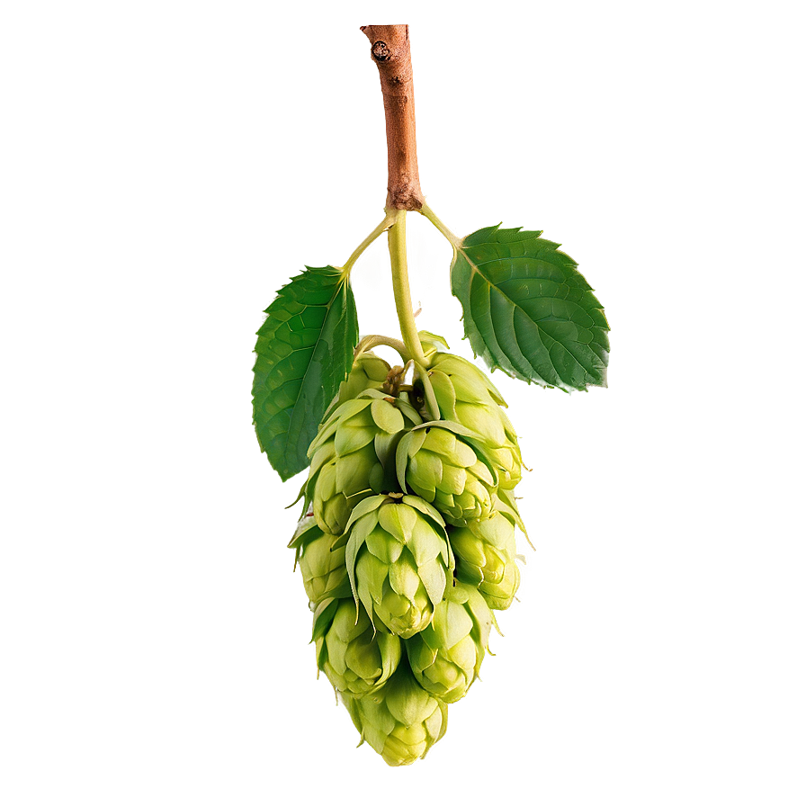 Freshly Picked Hops Png Uwt99