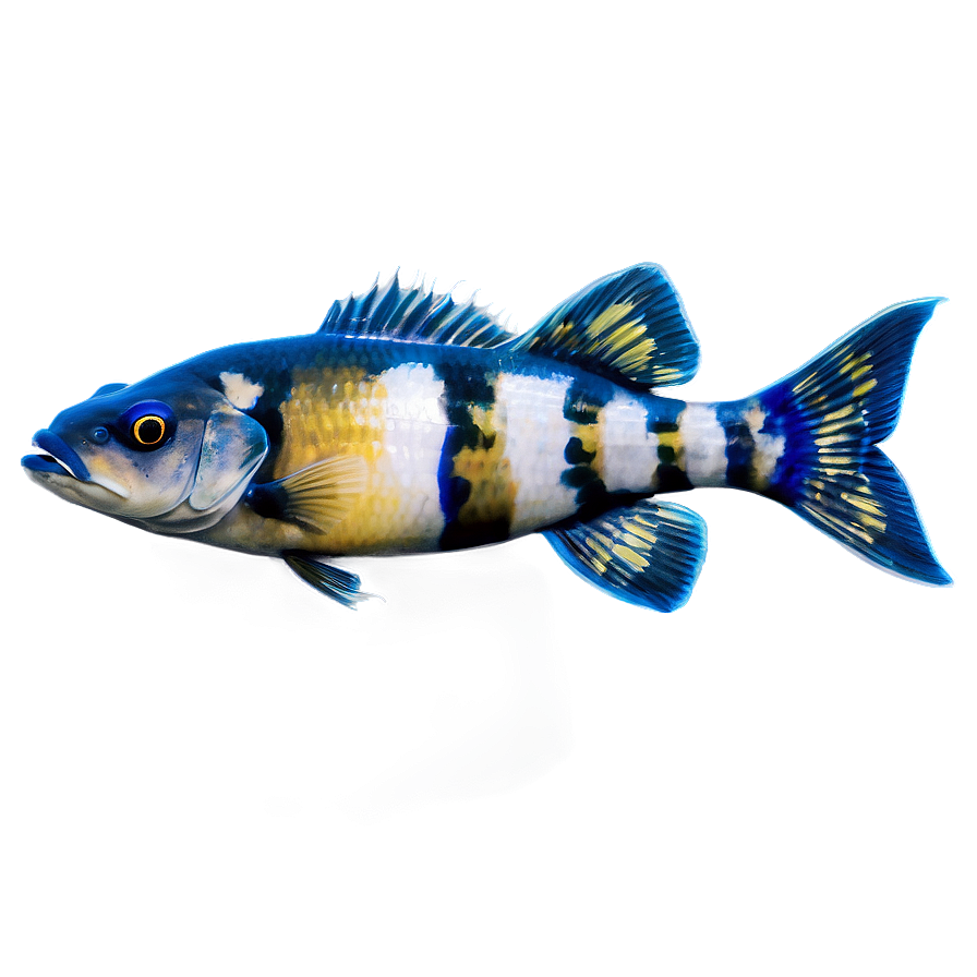 Freshwater Fish Png Yco35