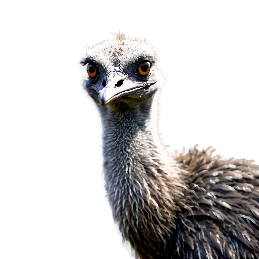 Friendly Emu Png Ojl