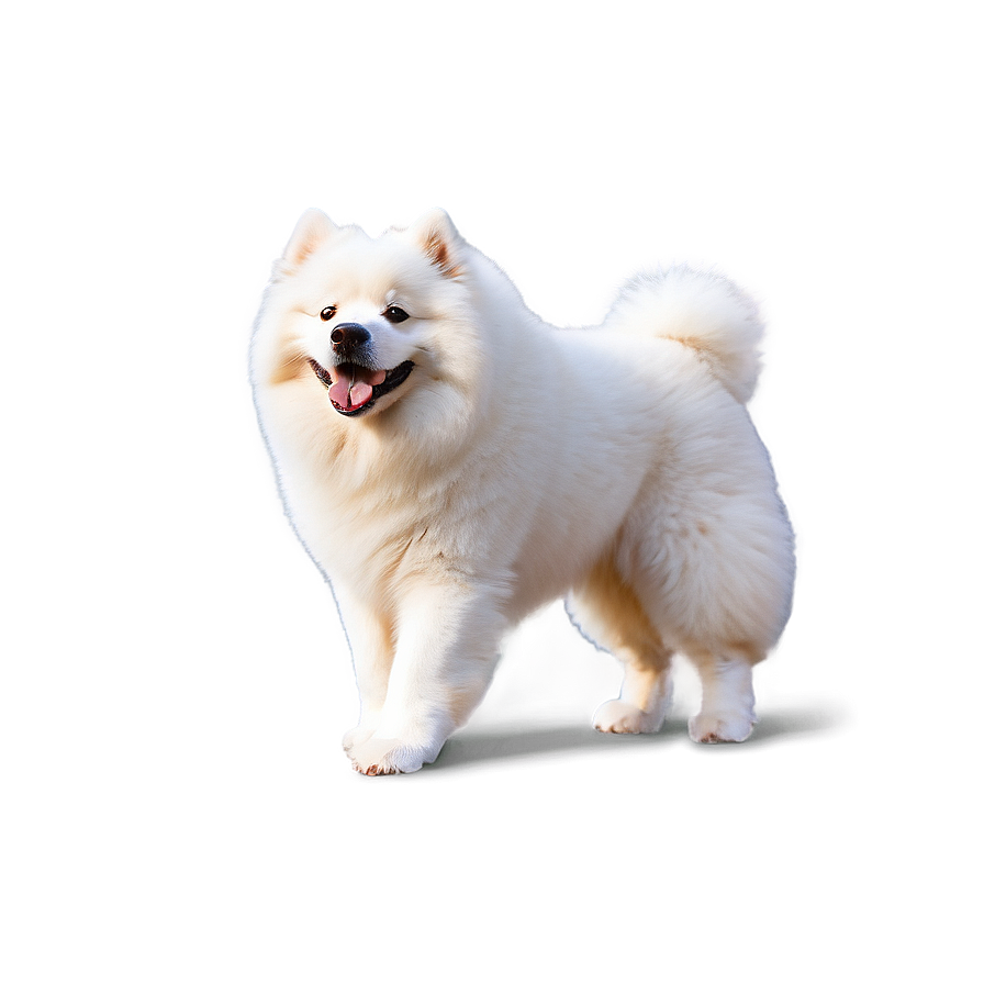 Friendly Samoyed Dog Png 06242024