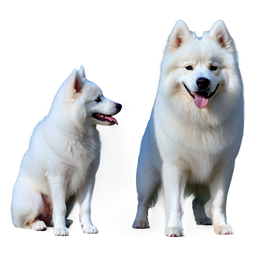 Friendly Samoyed Dog Png Ucy40