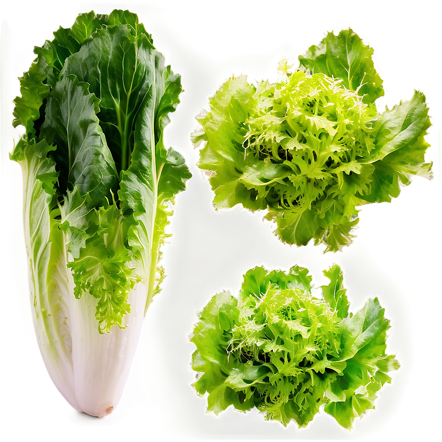 Frisee Lettuce Png 05242024