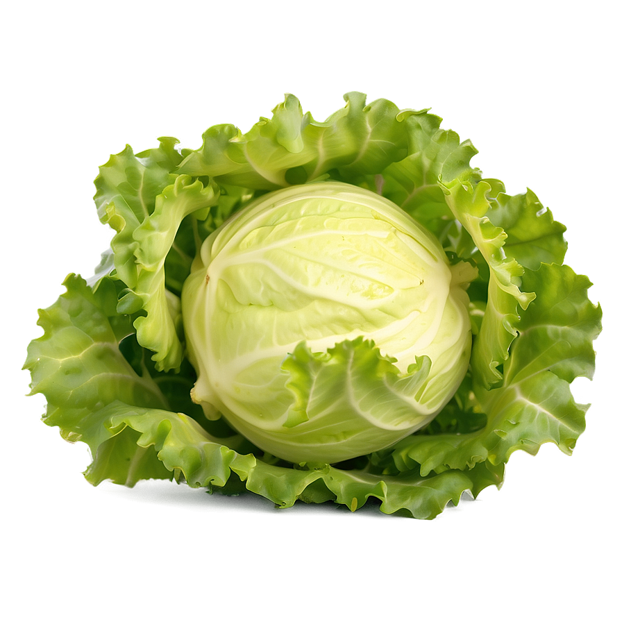 Frisee Lettuce Png 05242024