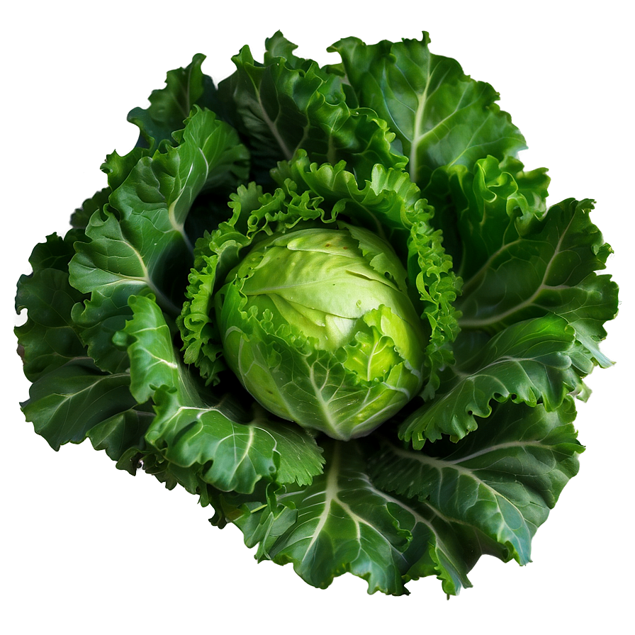 Frisee Lettuce Png 33