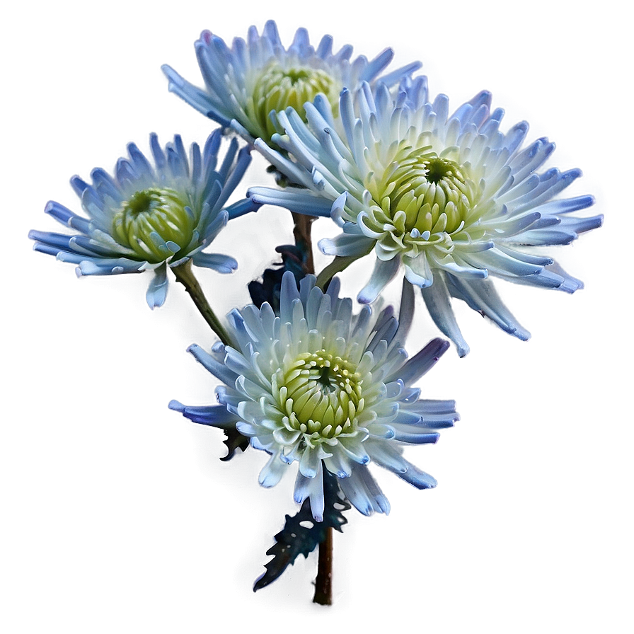 Frosted Chrysanthemum Morning Png 52