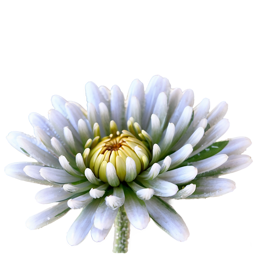 Frosted Chrysanthemum Morning Png Hre53