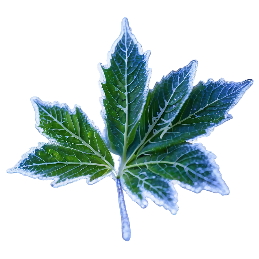 Frosted Leaf Png 05032024