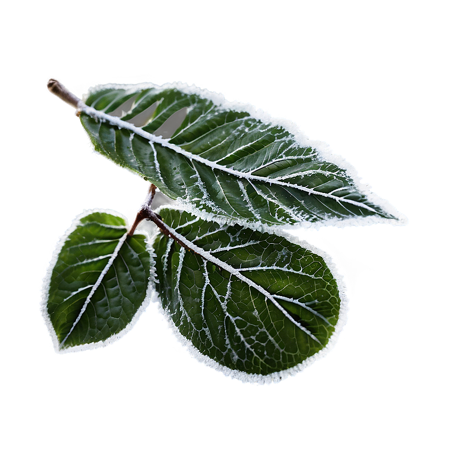 Frosted Leaves Png 05042024