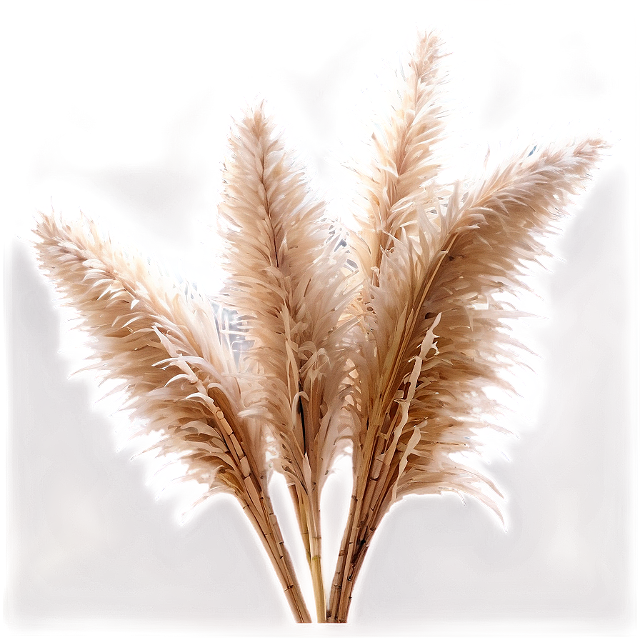 Frosted Pampas Grass Png 06122024