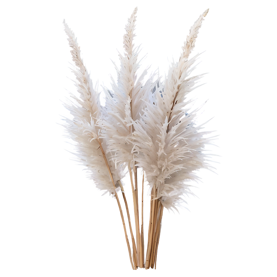 Frosted Pampas Grass Png Tov18