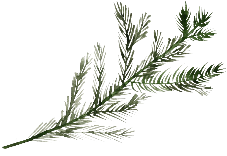 Frosted Pine Branch.png