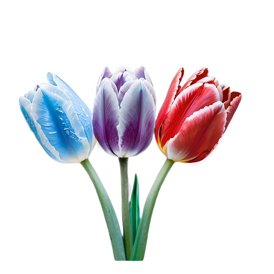 Frosted Tulip Png 46