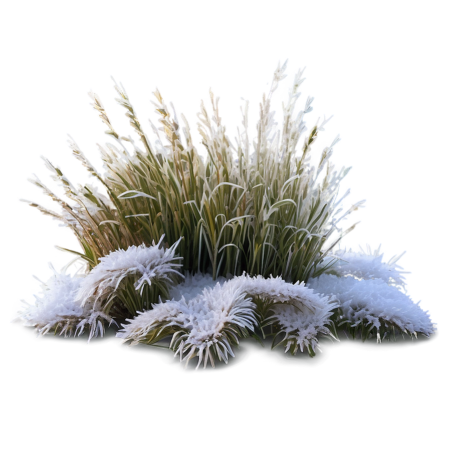 Frosted Winter Grass Png 04292024