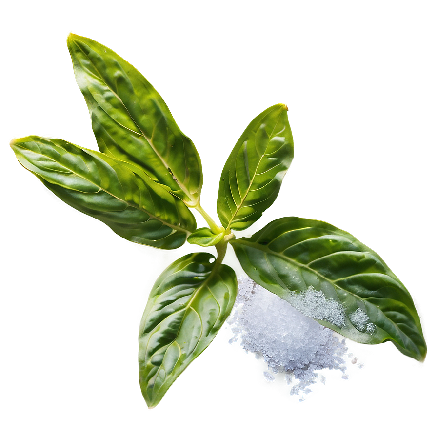 Frosty Basil Png Hup68