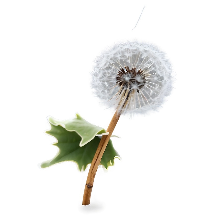 Frosty Dandelion Png Rfd12