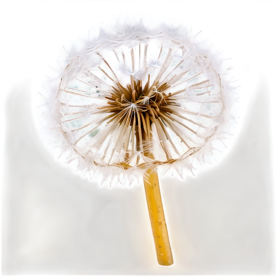 Frosty Dandelion Png Spt95