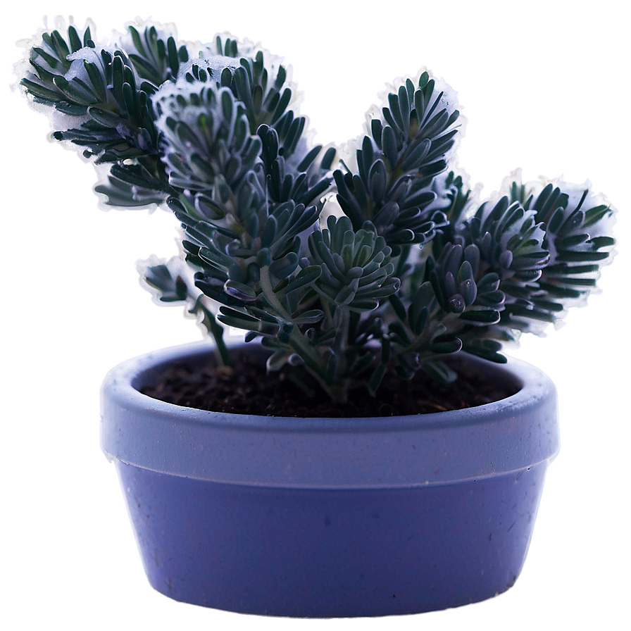 Frosty Morning Lavender Plant Png 06282024