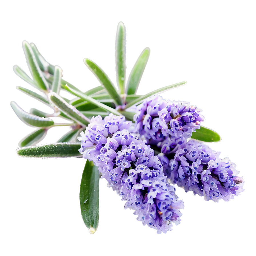 Frosty Morning Lavender Plant Png 55