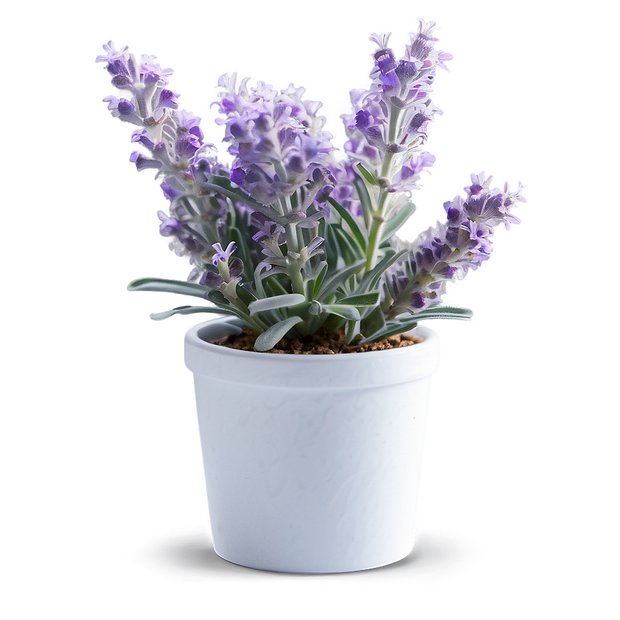 Frosty Morning Lavender Plant Png Bpo18