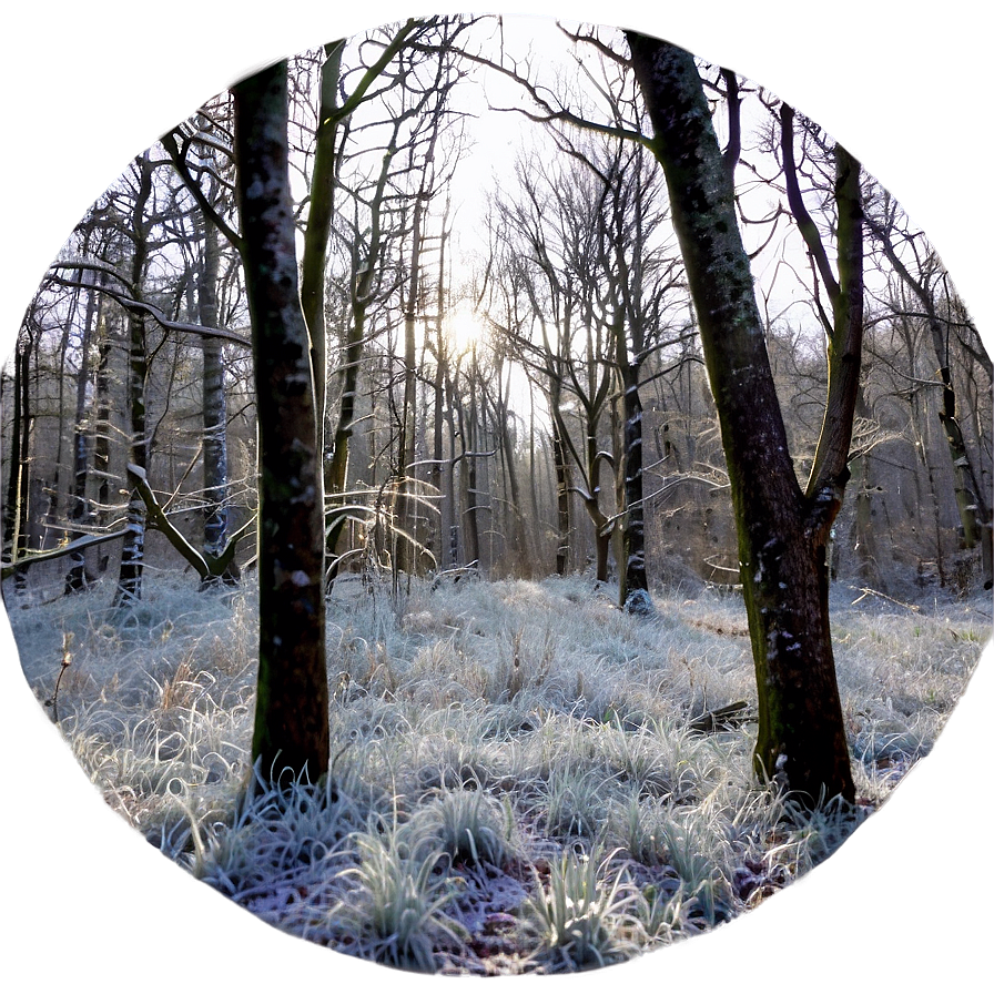 Frosty Morning Woods Png Ogy48