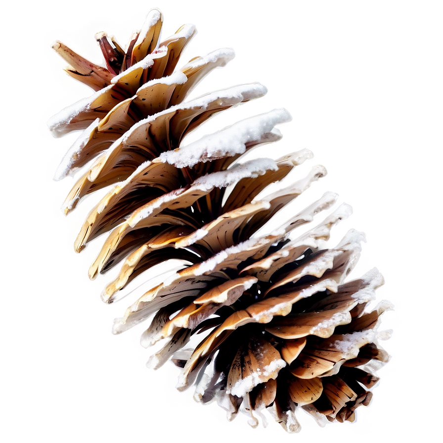 Frosty Pine Cone Png Fsi73